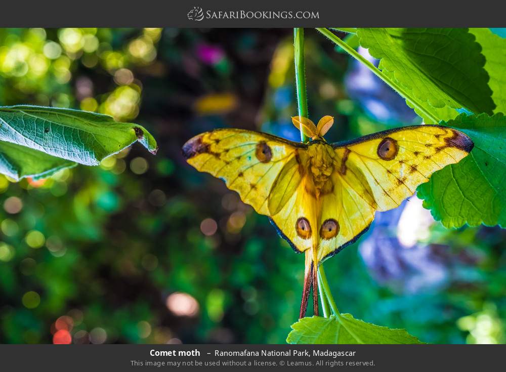 Comet moth  in Ranomafana National Park, Madagascar
