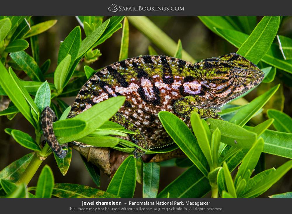 Jewel chameleon in Ranomafana National Park, Madagascar