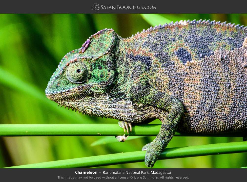 Chameleon in Ranomafana National Park, Madagascar