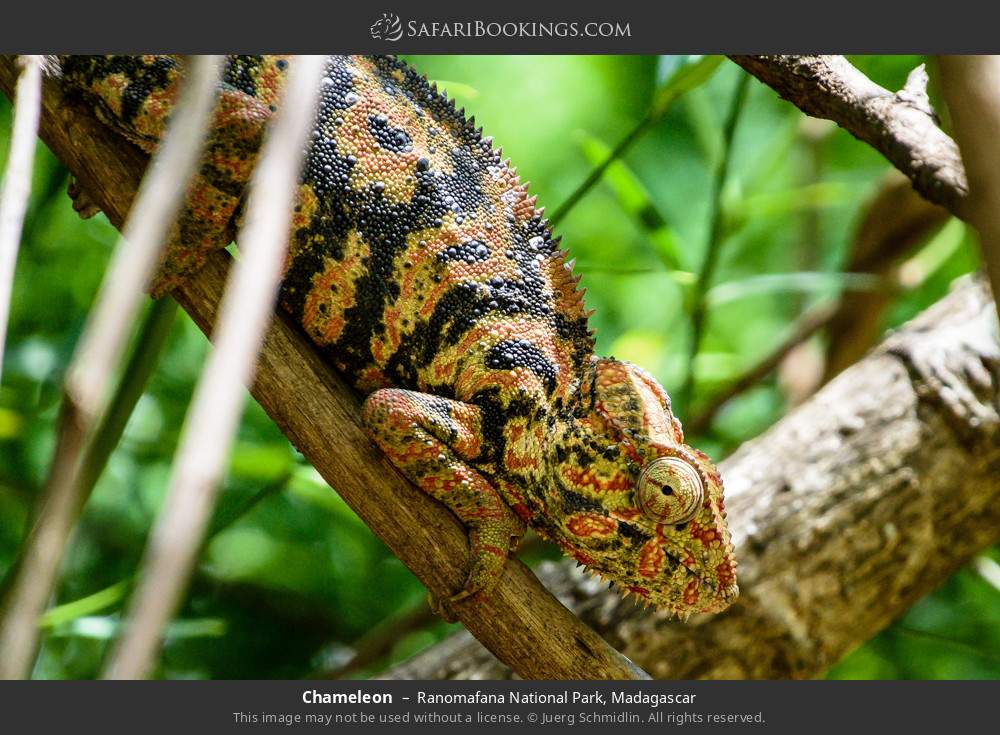 Chameleon in Ranomafana National Park, Madagascar