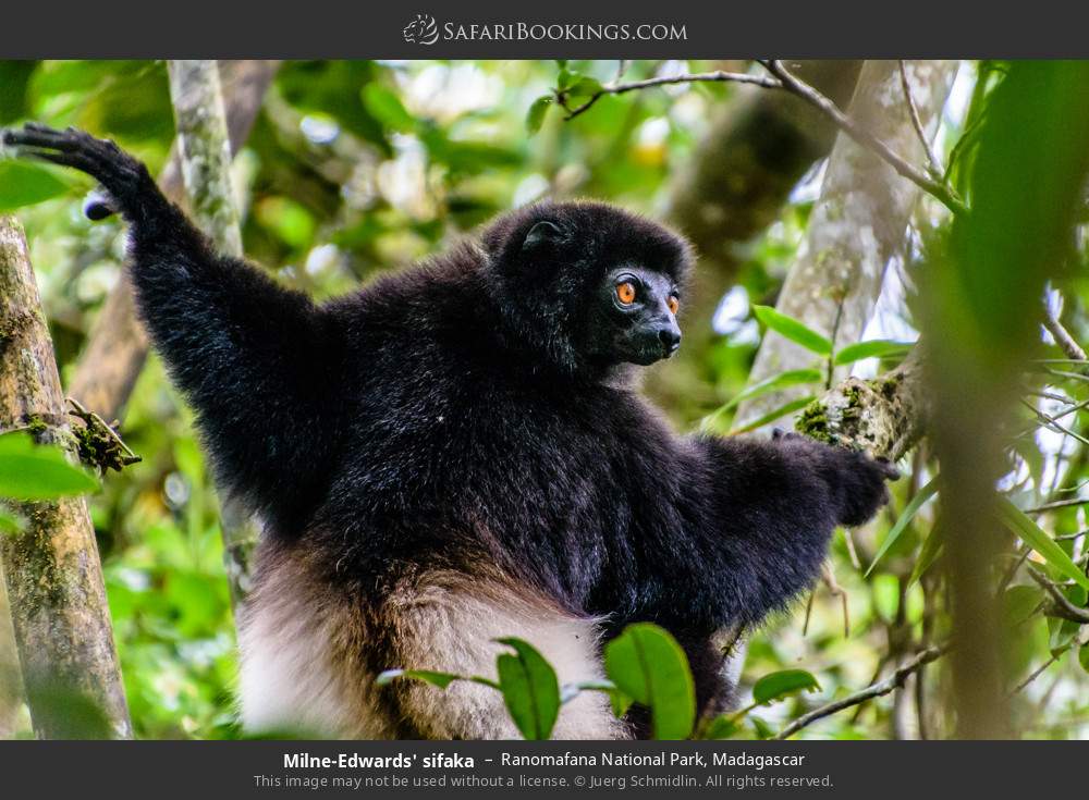 Milne-Edwards' sifaka in Ranomafana National Park, Madagascar