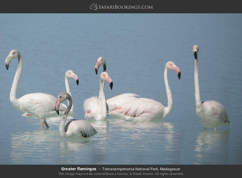 Greater flamingos in Tsimanampetsotsa National Park, Madagascar