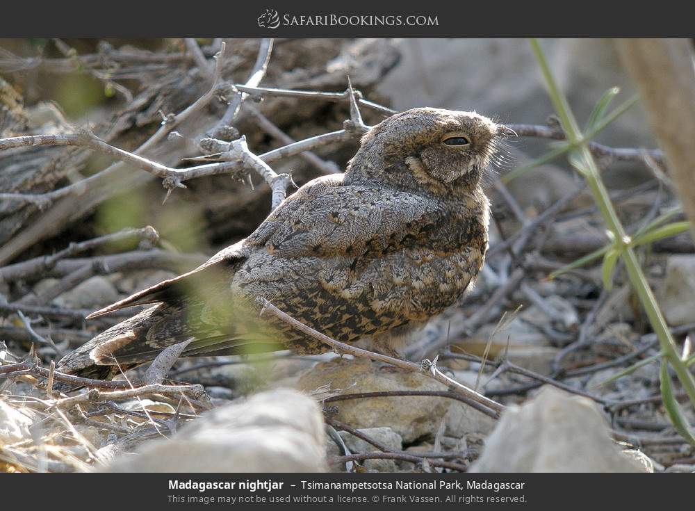 Madagascar nightjar in Tsimanampetsotsa National Park, Madagascar