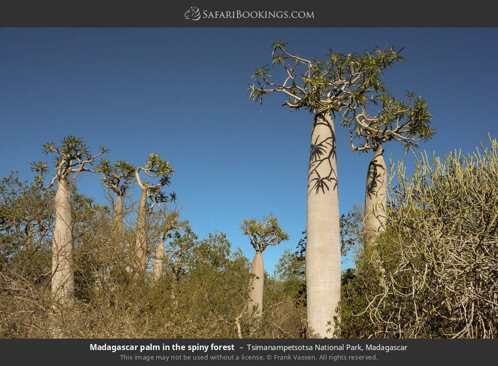 Madagascar palm in the spiny forest, Tsimanampetsotsa NP in Tsimanampetsotsa National Park, Madagascar
