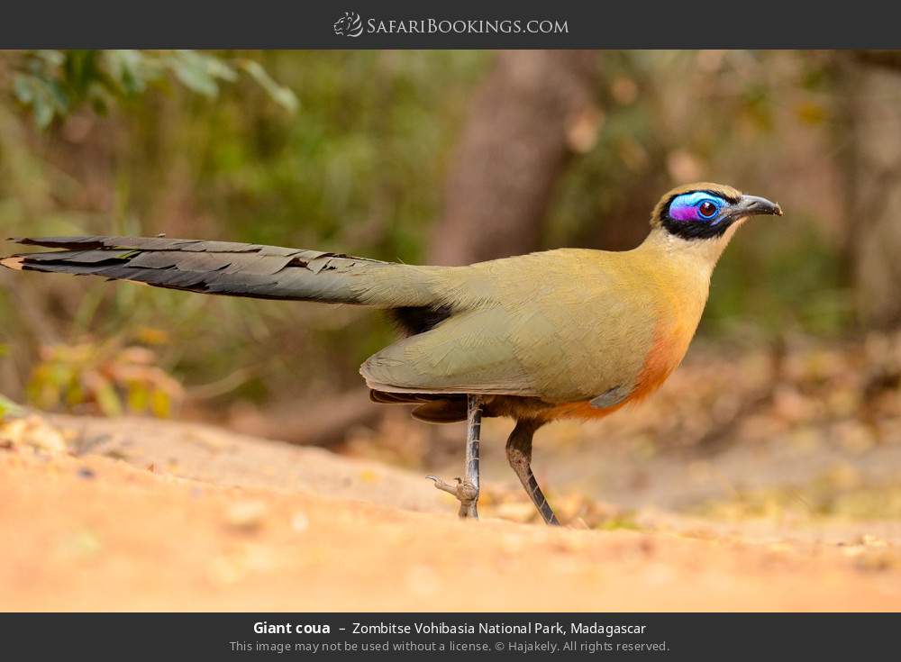 Giant coua in Zombitse Vohibasia National Park, Madagascar