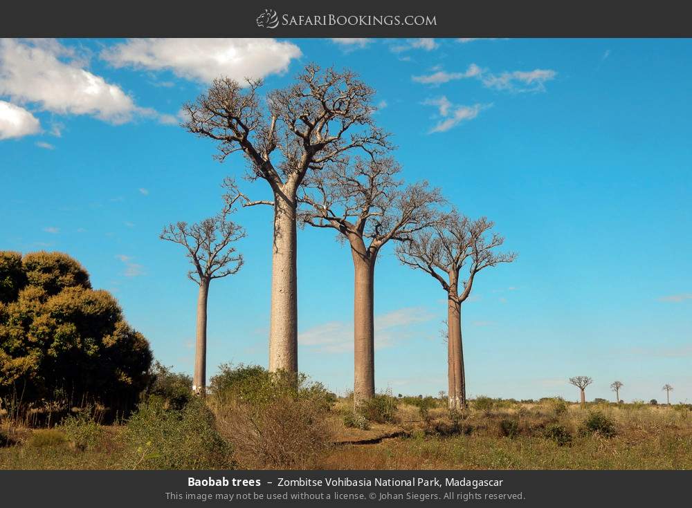 Baobab trees in Zombitse-Vohibasia NP in Zombitse Vohibasia National Park, Madagascar