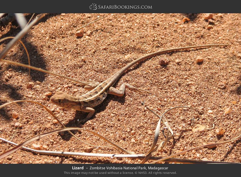 Lizard in Zombitse Vohibasia National Park, Madagascar