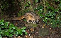 Ranomafana National Park