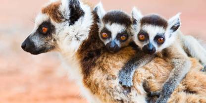Madagascar