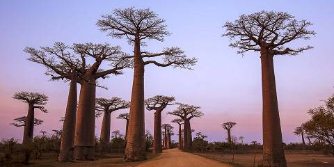 4-Day Admire the Avenue of Baobabs