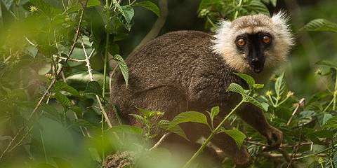 Madagascar Adventure Tour