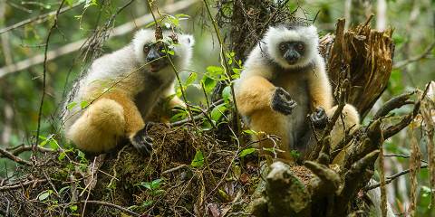 24-Day Grand Madagascar Discovery