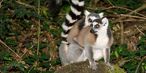 13-Day Immersive Journey in Madagascar's Highlands - Sea