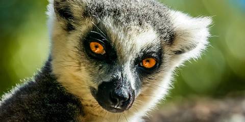 10-Day Deep Nature Exploration Across Madagascar