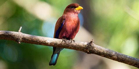 Birdwatching Tour in Madagascar