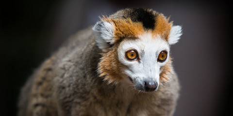 Big North - Spectacular Tour of Madagascar