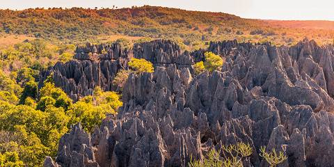 Limestone Forest & Baobabs Kingdom