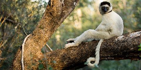 10-Day Belo Discovery, Western Wonders of Madagascar
