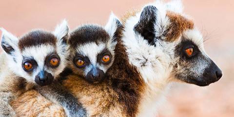 12-Day Explore the Island's Extraordinary National Park
