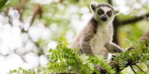 11-Day Southern Madagascar Expedition