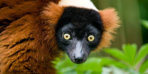 Meeting Lemurs and Loving Baobabs