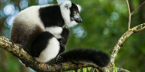 10-Day Madagascar Expedition Tour