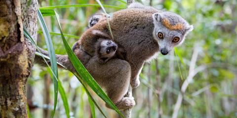 Highlights of Madagascar