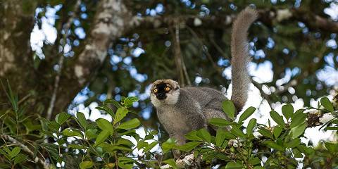 Lemur Trail Madagascar Adventure