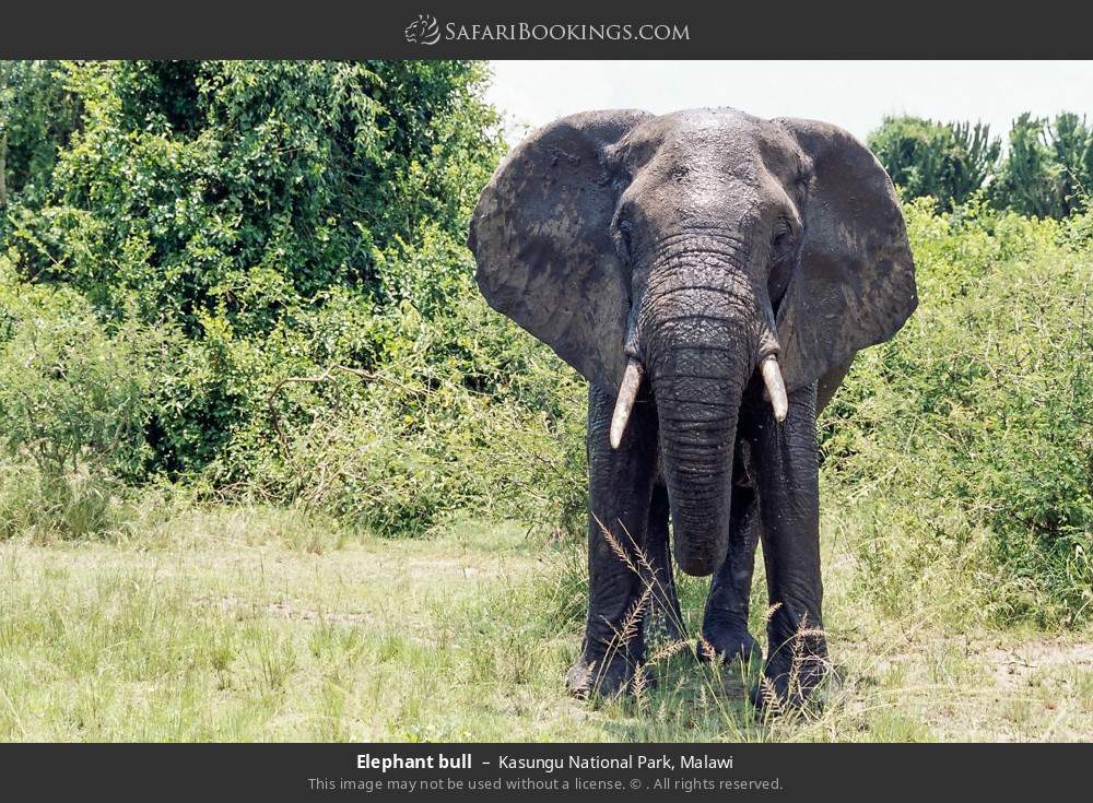 Elephant bull in Kasungu National Park, Malawi