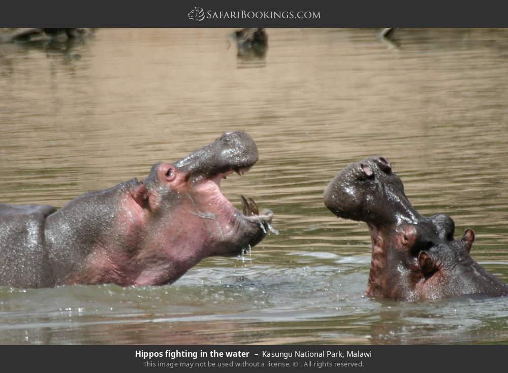 Hippos fighting in the water in Kasungu National Park, Malawi