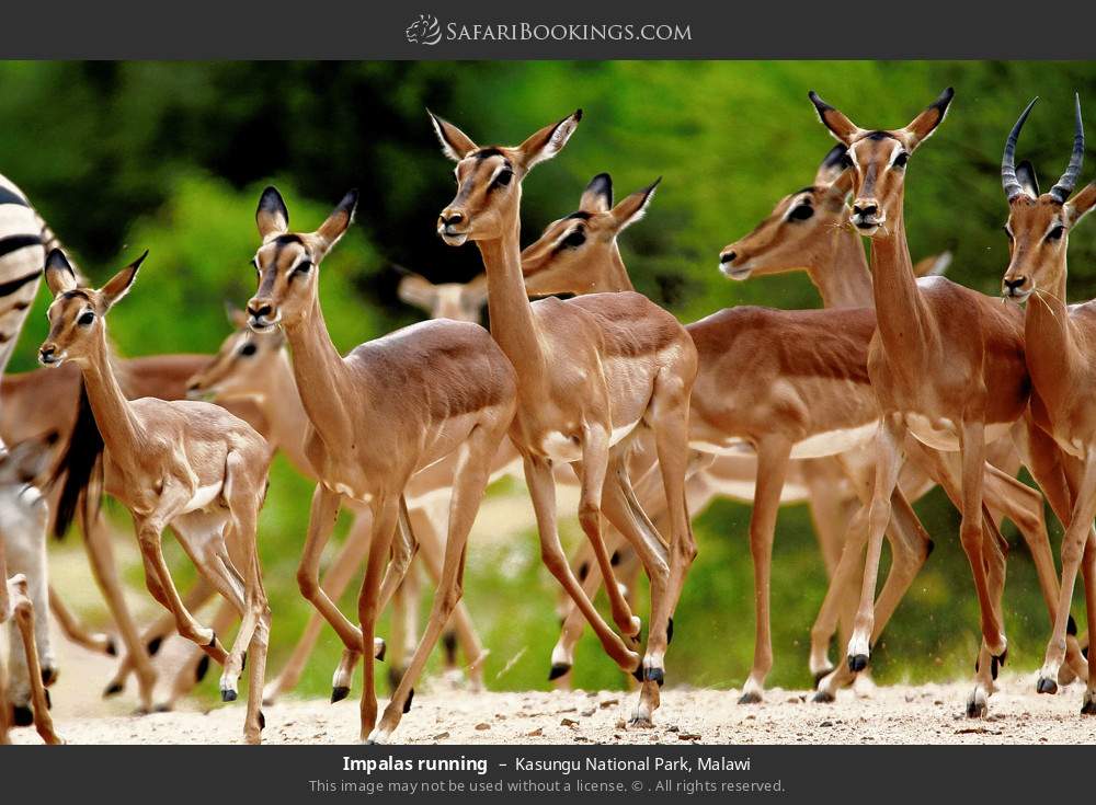 Impalas running in Kasungu National Park, Malawi