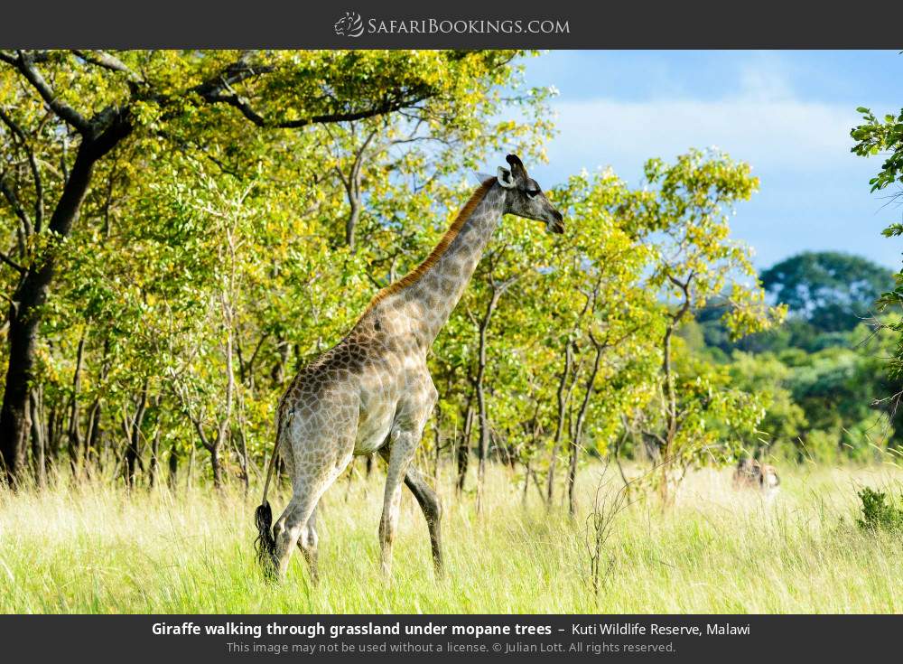 Giraffe walking through grassland under mopane trees in Kuti Wildlife Reserve, Malawi
