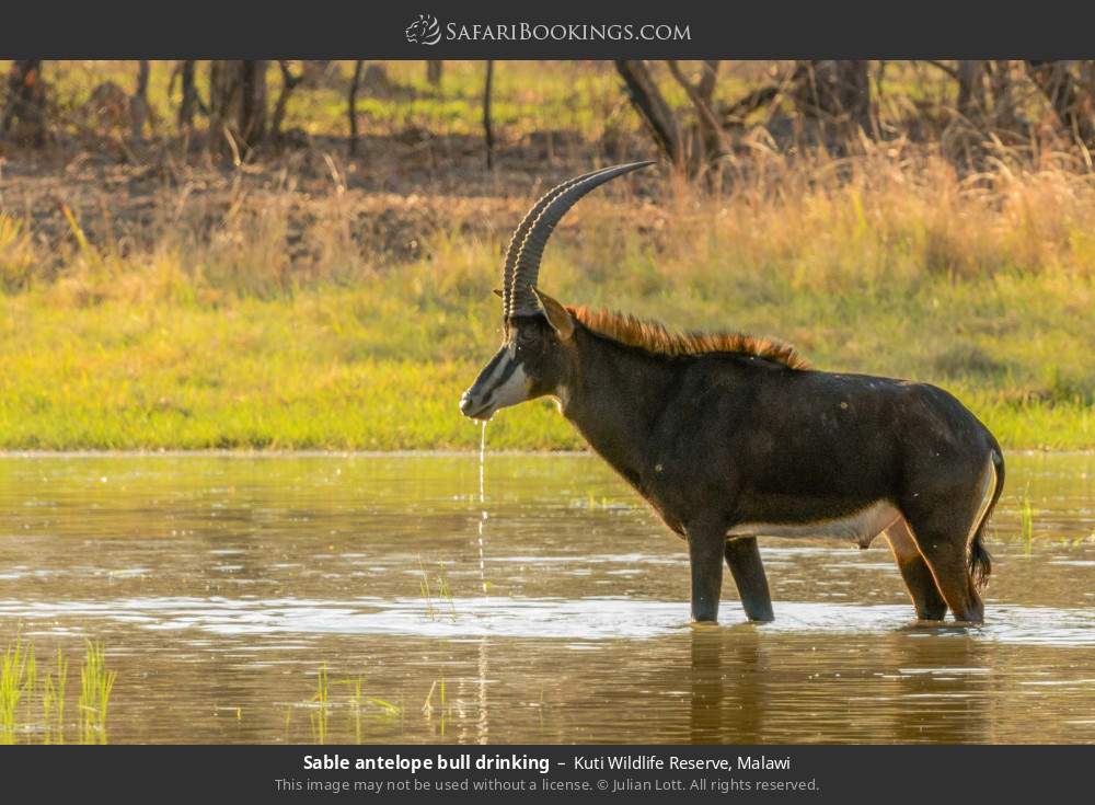 Sable antelope bull drinking in Kuti Wildlife Reserve, Malawi