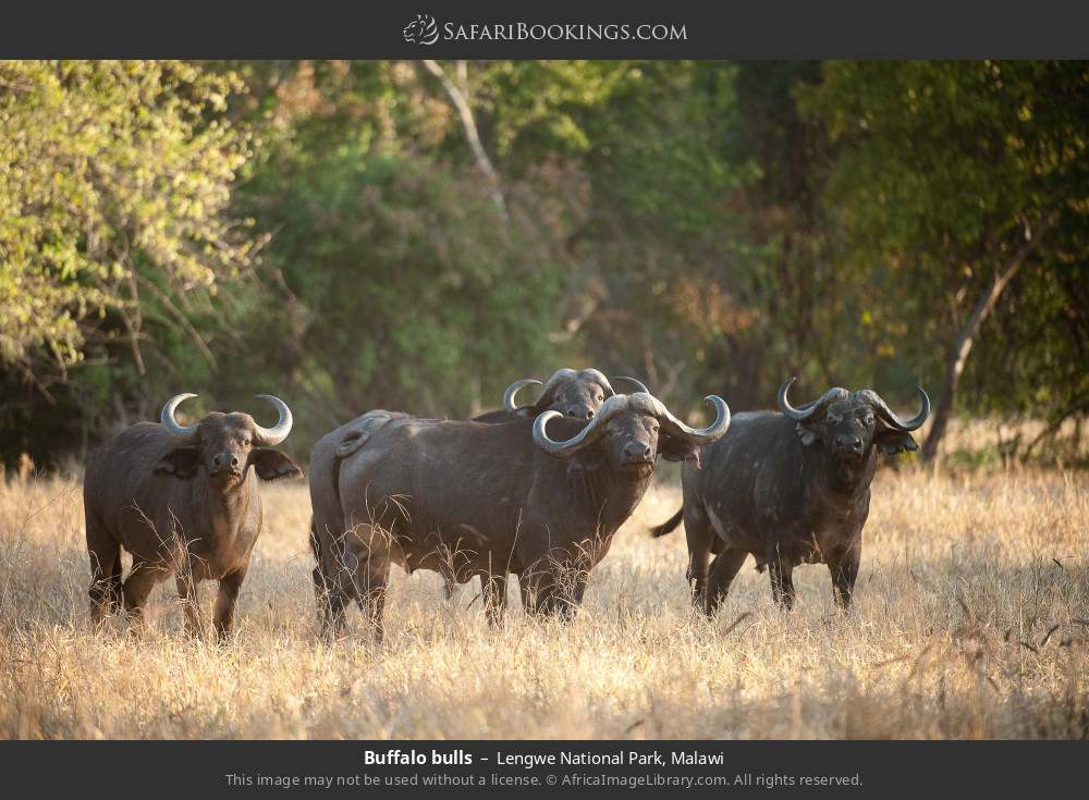 Buffalo bulls in Lengwe National Park, Malawi