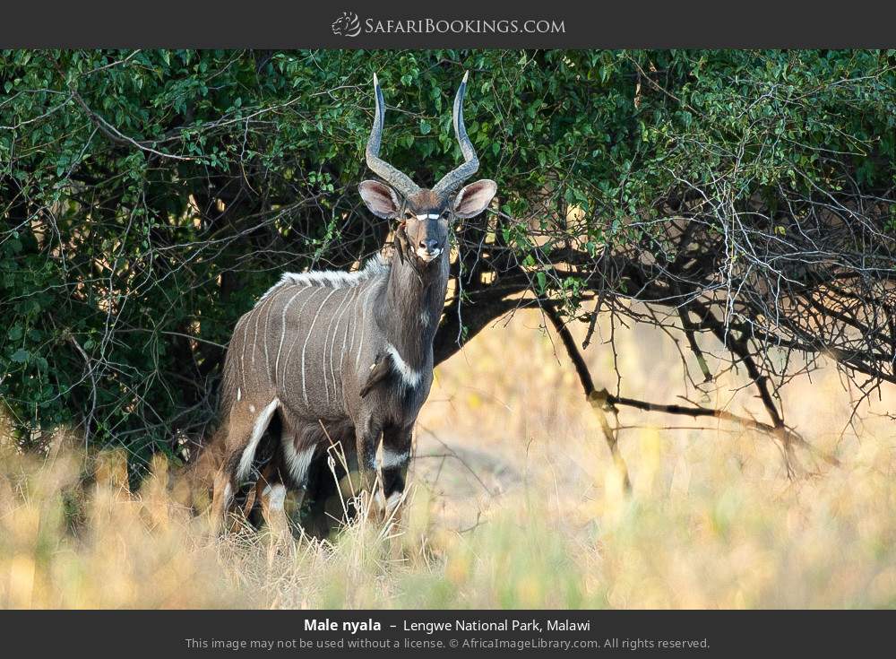 Male nyala in Lengwe National Park, Malawi