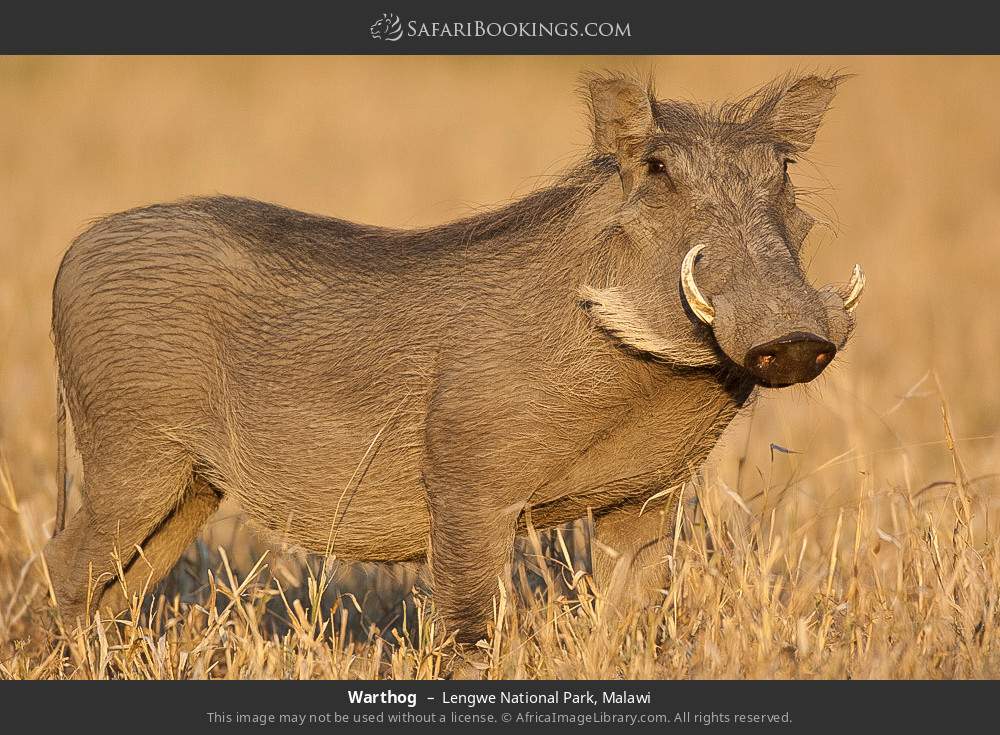 Warthog in Lengwe National Park, Malawi