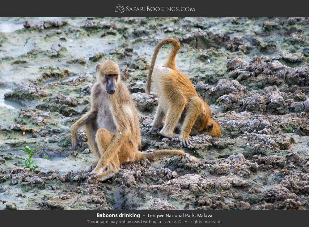 Baboons drinking in Lengwe National Park, Malawi