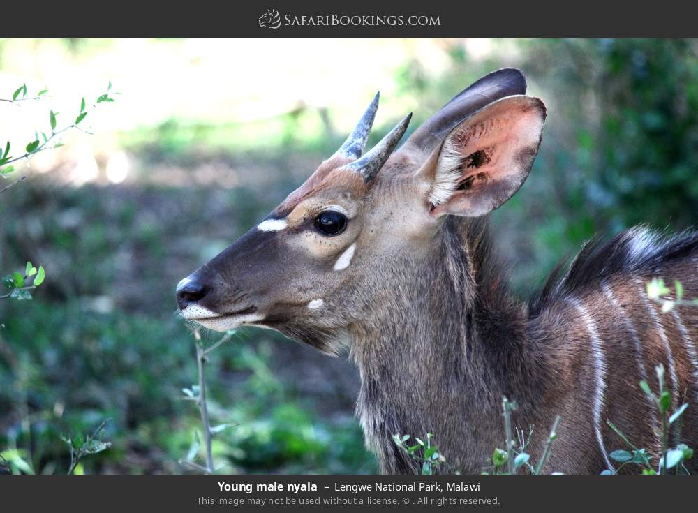 Young male nyala in Lengwe National Park, Malawi