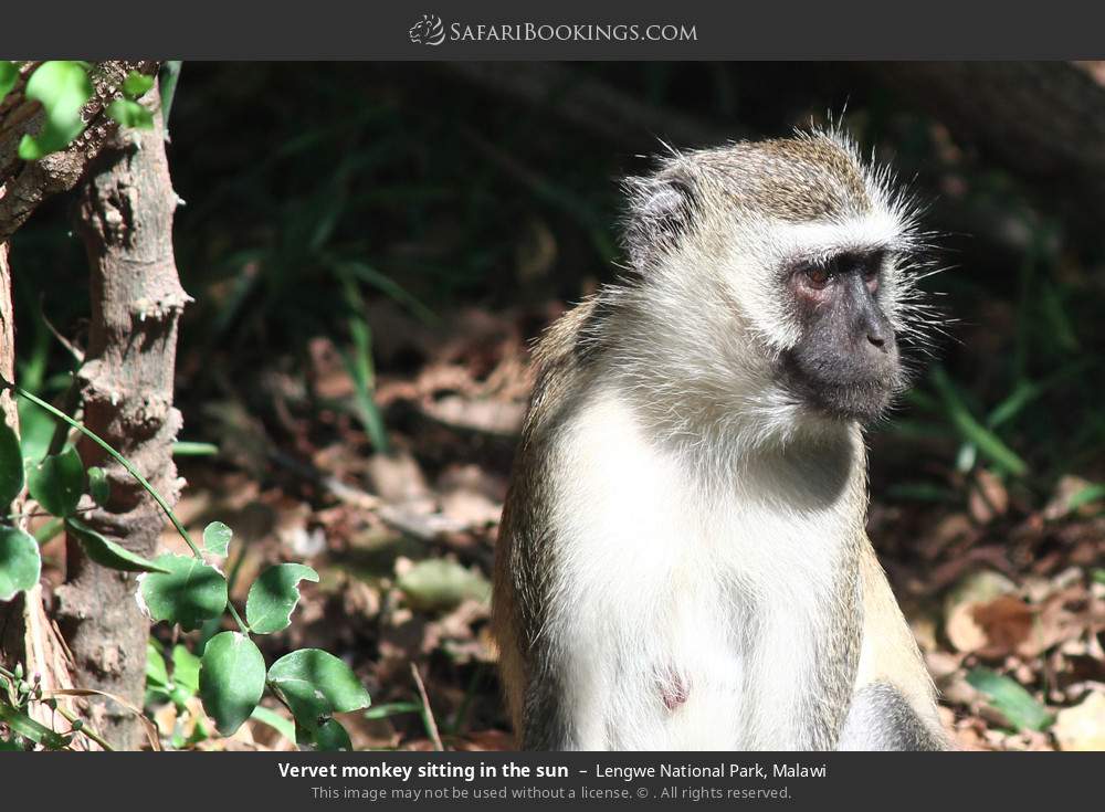 Vervet monkey sitting in the sun in Lengwe National Park, Malawi