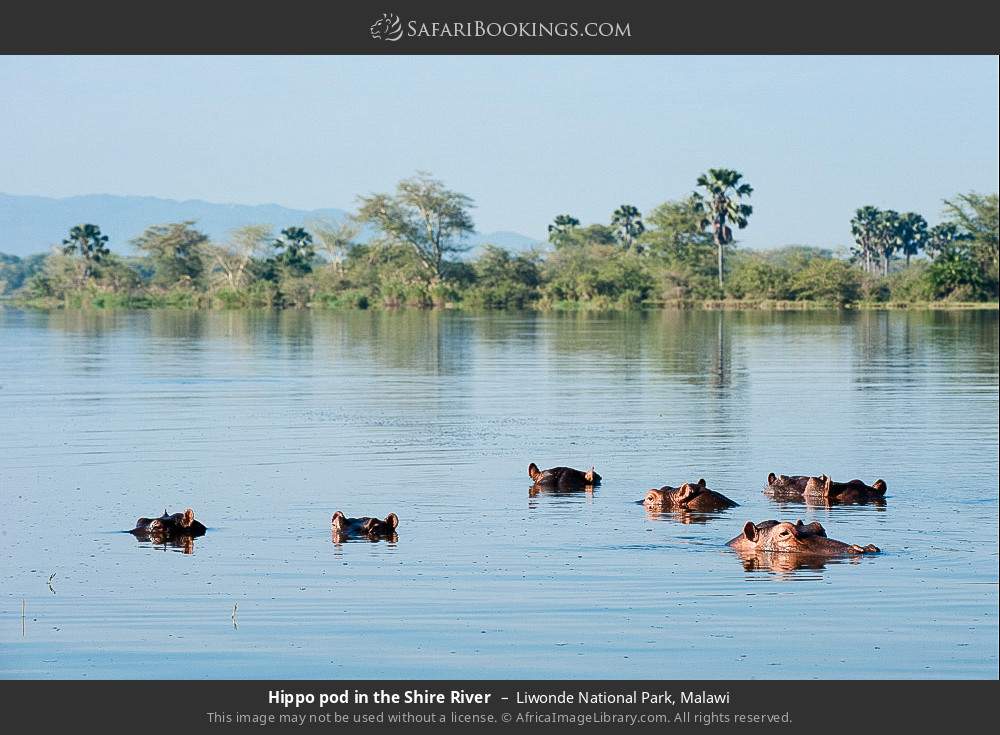 Hippo pod in the Shire River in Liwonde National Park, Malawi