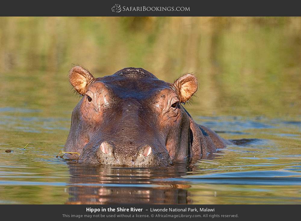 Hippo in the Shire River in Liwonde National Park, Malawi