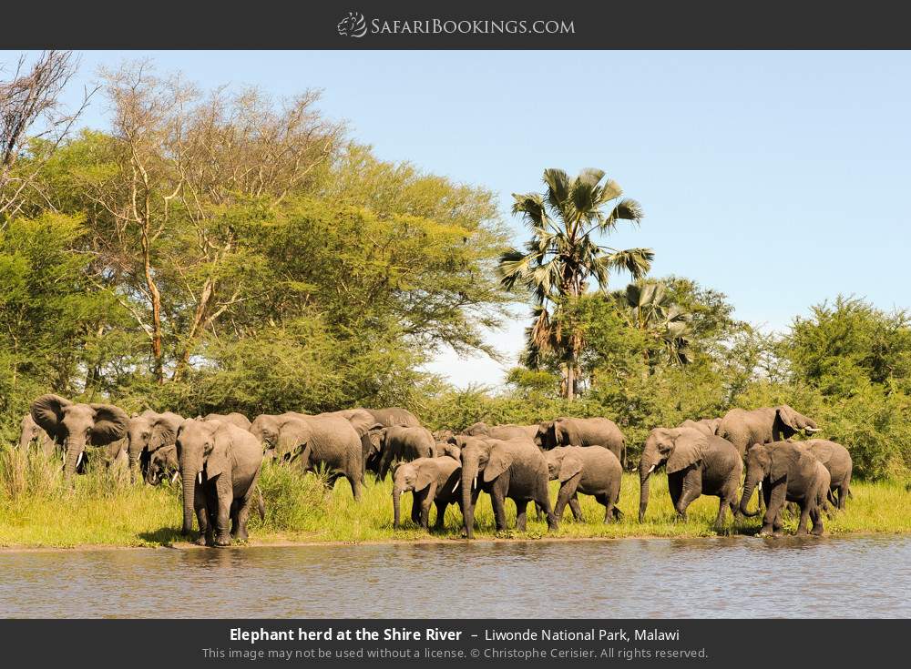 Elephant herd at the Shire River in Liwonde National Park, Malawi