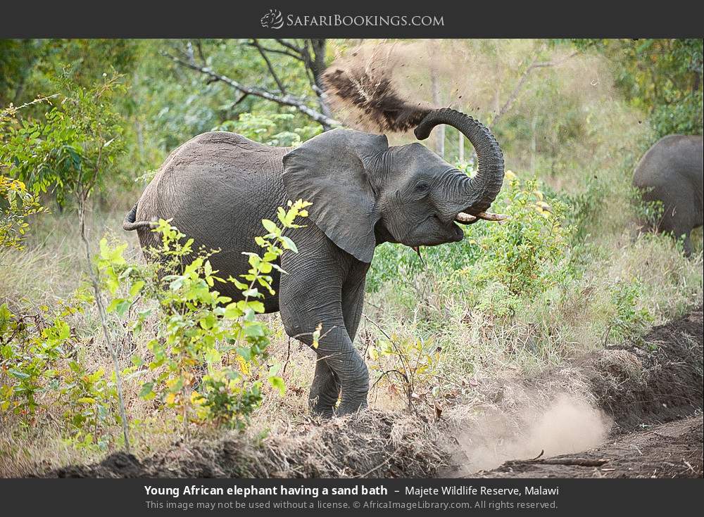 Young African elephant having a sand bath in Majete Wildlife Reserve, Malawi