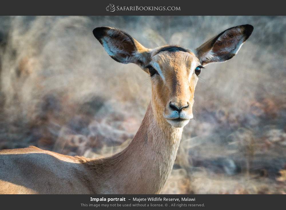 Impala portrait in Majete Wildlife Reserve, Malawi