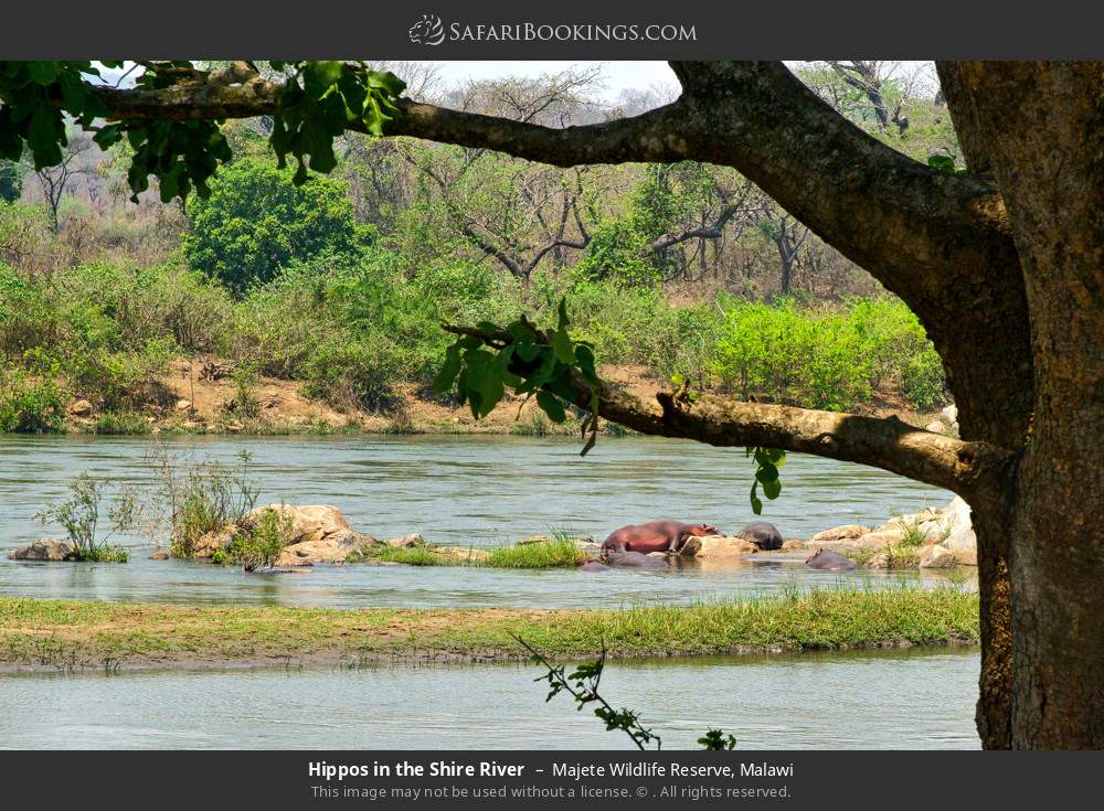 Hippos in the Shire River in Majete Wildlife Reserve, Malawi