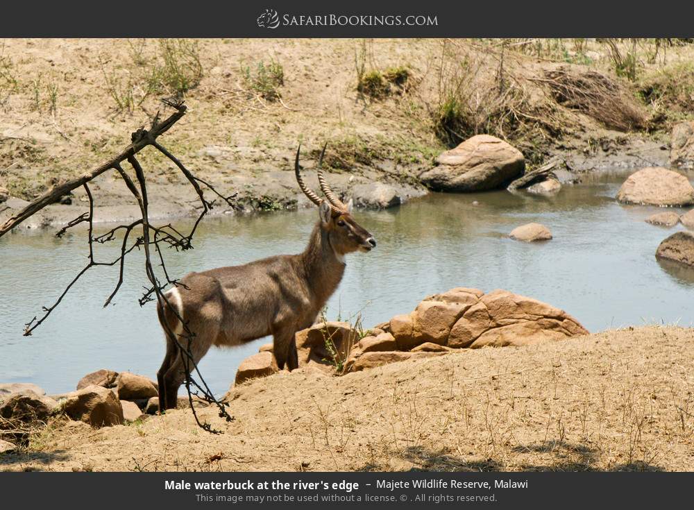 Male waterbuck at the river's edge in Majete Wildlife Reserve, Malawi