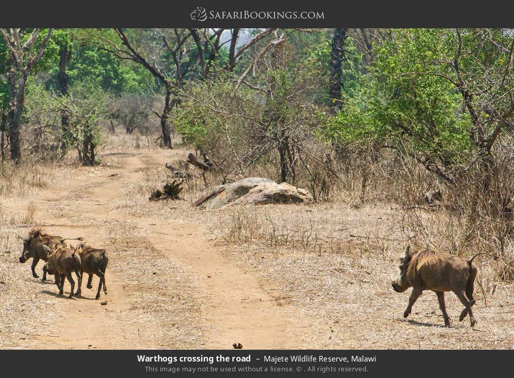 Warthogs crossing the road in Majete Wildlife Reserve, Malawi