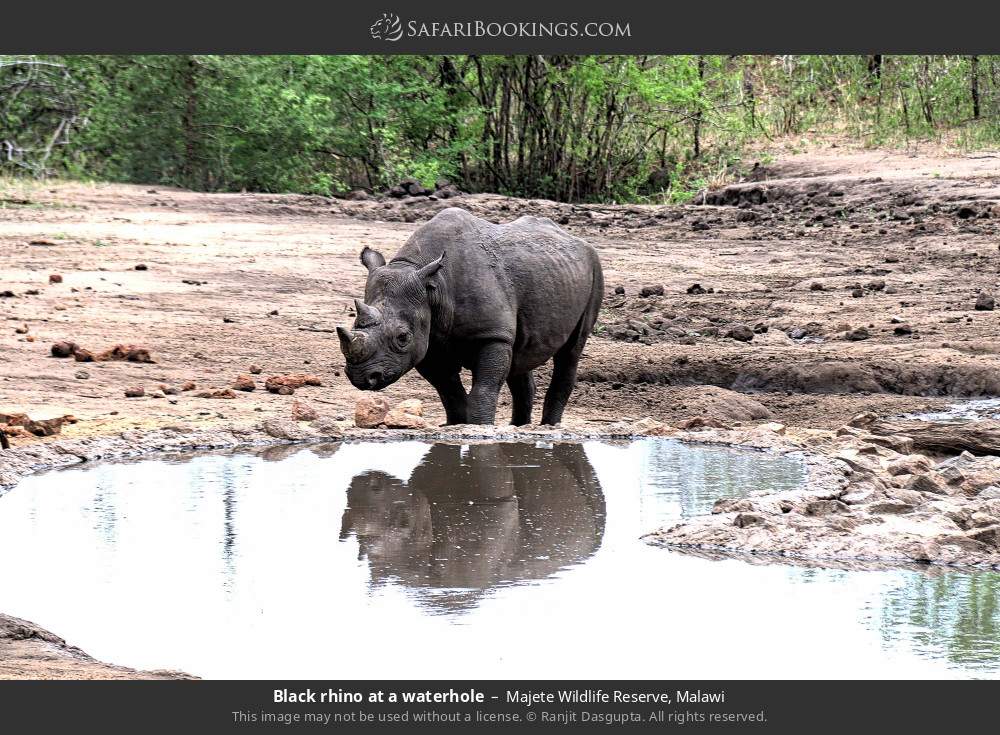 Black rhino at a waterhole in Majete Wildlife Reserve, Malawi
