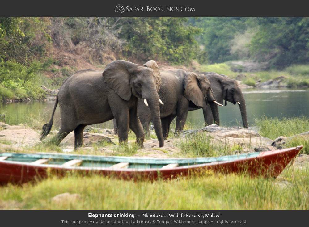 Elephants drinking in Nkhotakota Wildlife Reserve, Malawi