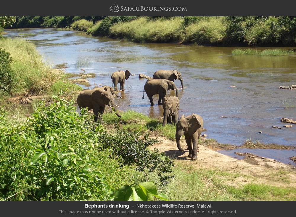 Elephants drinking in Nkhotakota Wildlife Reserve, Malawi